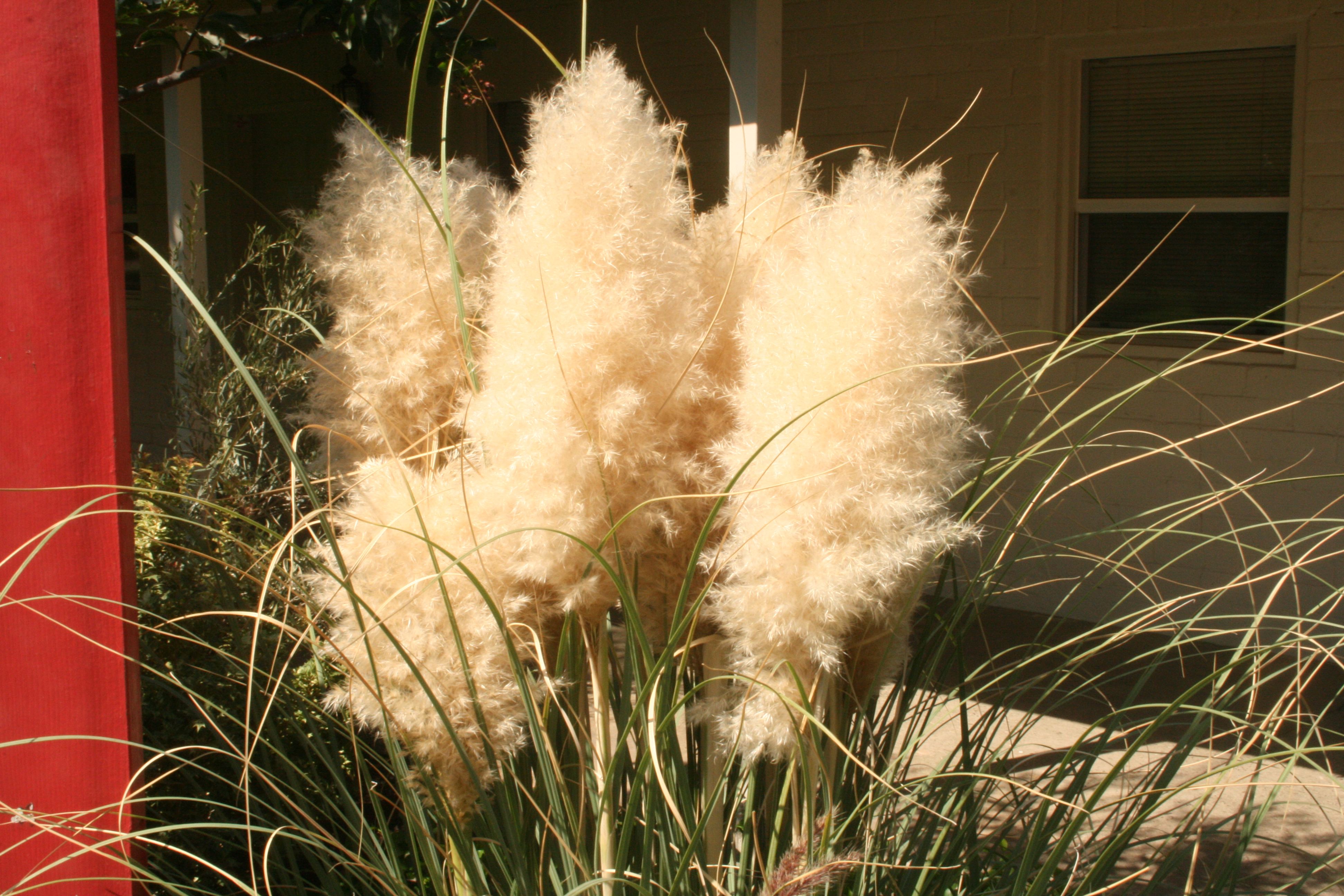 aschers. et graebn.)是禾本科,蒲苇属植物.