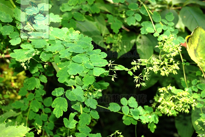 thalictrum przewalskii maxim.
