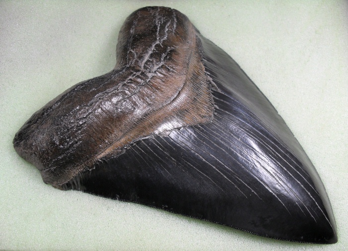  p>巨齿鲨(megalodon),在 a target="_blank" href="/item/希腊语
