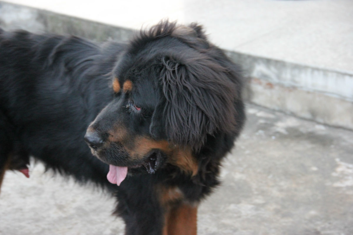  p> a target="_blank" href="/item/藏獒/5311" data-lemmaid="5311"