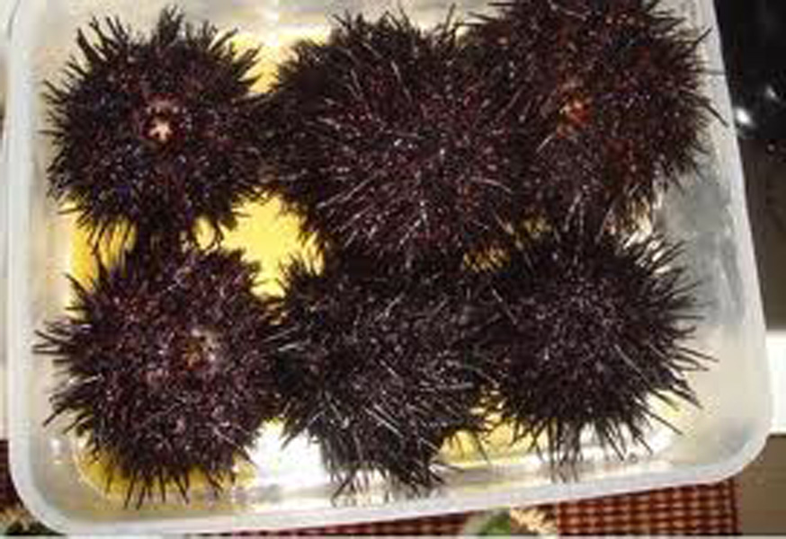  p>虾夷马粪海胆栖息于沙砾,岩礁地带的50m浅水域,水深5～20m处分布