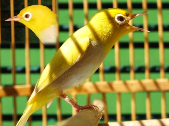  p>金绣眼鸟(学名:cleptornis marchei)为 a href="#" data-lemmaid="