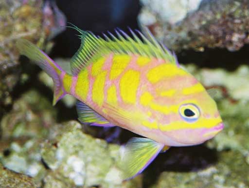  p>波旁金花鮨, i>holanthias borbonius  /i>(valenciennes, 1828), 