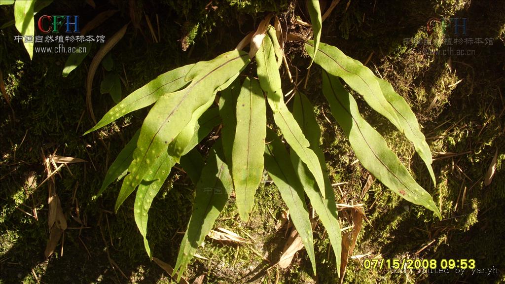  p>瓦韦属是附生蕨类.根状茎粗壮,横走,密被鳞片. /p>