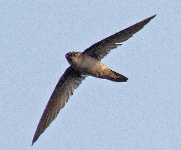  p>短嘴金丝燕(学名: i>aerodramus brevirostri