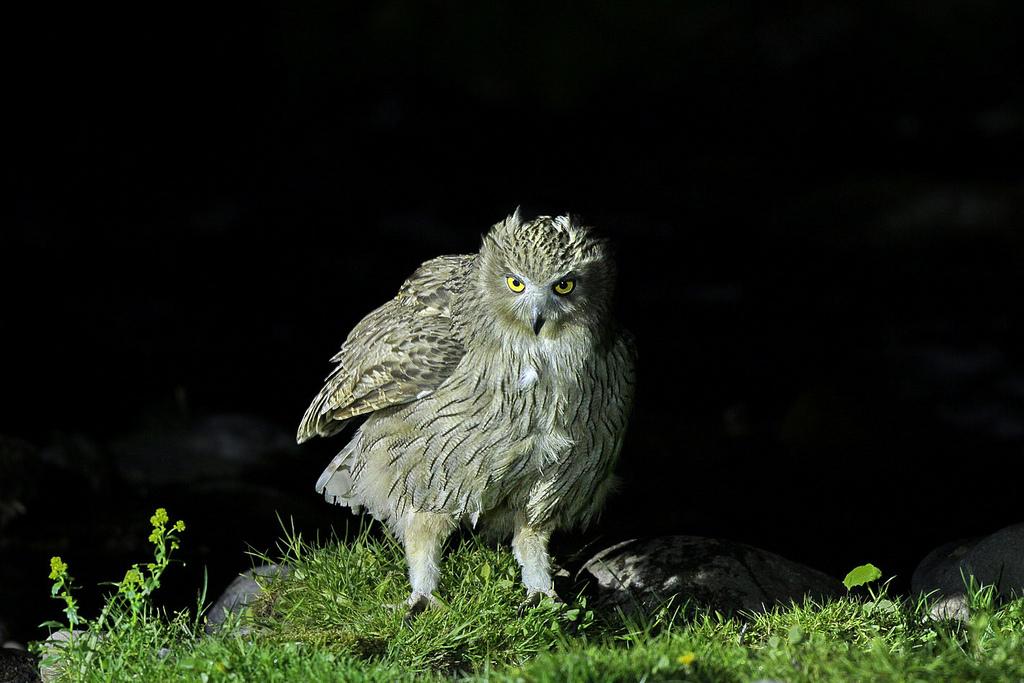 39;s fish owls(ketupa blakistoni)是我国鸱枭科中最大的鸟之一(体