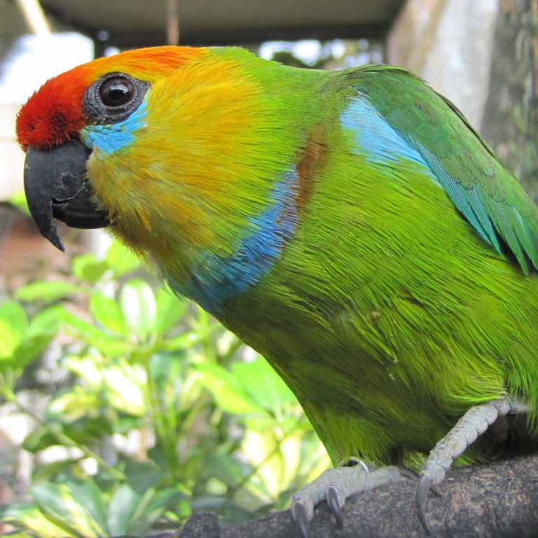  p>德氏无花果鹦鹉(学名:psittaculirostris desmarestii)约有6个 a