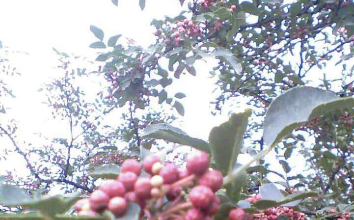  p>异叶花椒,学名:zanthoxylum ovalifolium wight.