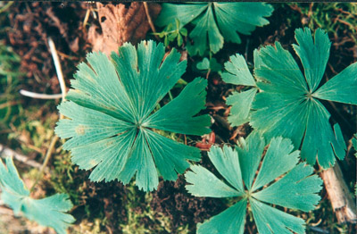  p>独叶草(学名: i>kingdonia uniflora /i> balf.f. et w. w.