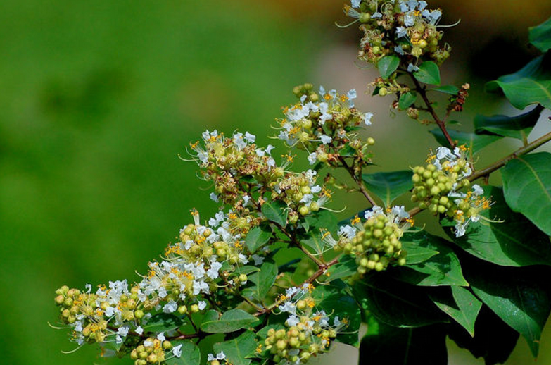  p>川黔紫薇(学名: i>lagerstroemia excelsa /i> (dode) chun)是