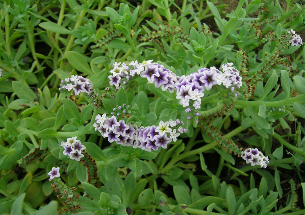  p> a href="#" data-lemmaid="3979500">天芥菜 /a>(学名