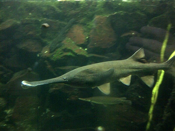  p>长吻鲟(学名: i>polyodon spathula /i>)是长吻鲟科,长吻鲟属鱼类.