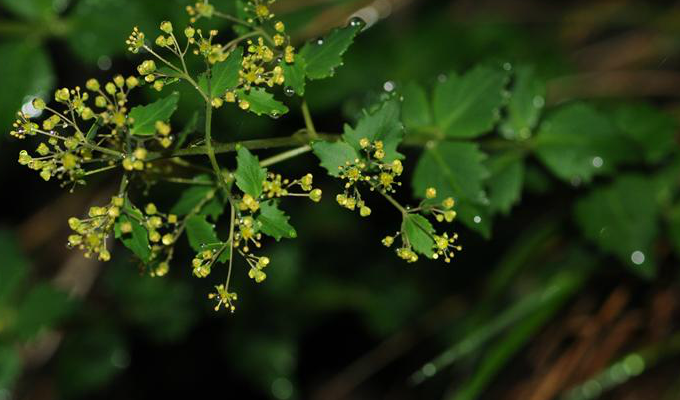  p>菱叶红景天(学名: i>rhodiola henryi /i> (diels) s. h.