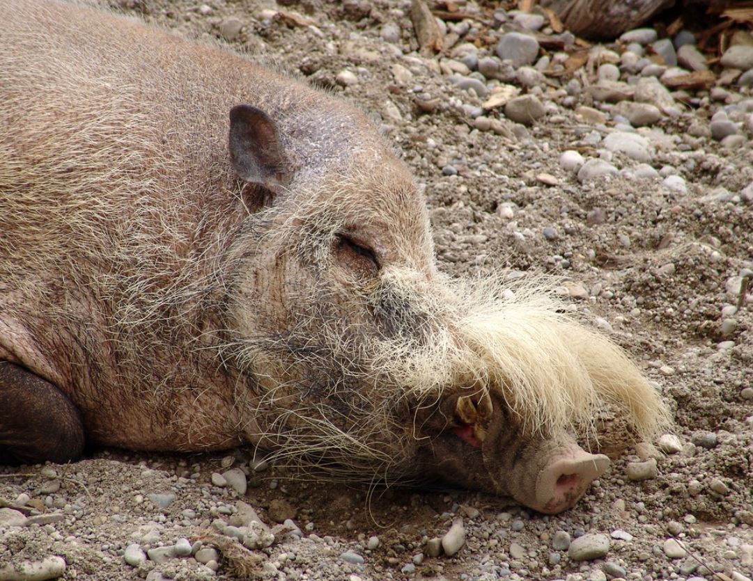  p>婆罗洲须猪(学名: i>sus barbatus /i>):是猪科,猪属的中型 a