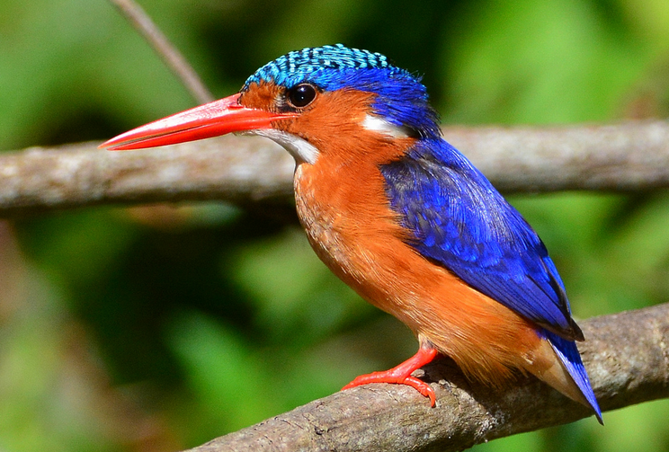  p>冠翠鸟(学名: i>corythornis cristatus /i>):是非洲最常见的 a