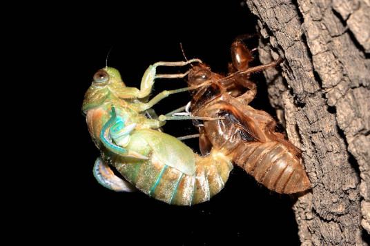 金蝉脱壳 三十六计之一 百度百科