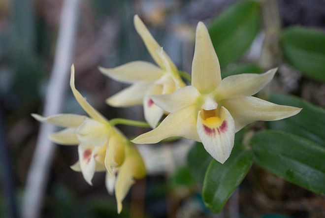  p>黄石斛(学名: i>dendrobium tosaense /i>