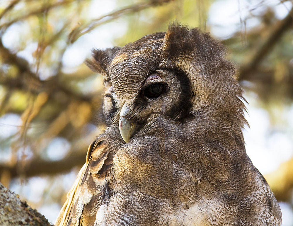  p>黄雕鸮是一种鸱鸮科,雕鸮属类生物,体大,长达70公分,头上有两束
