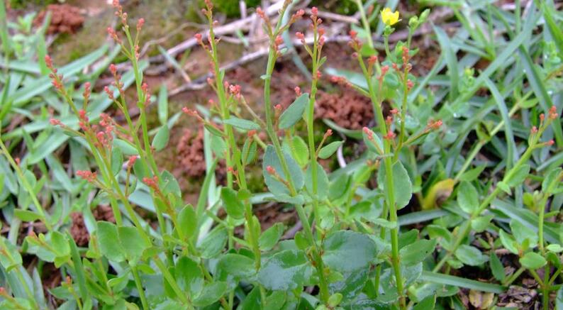  p>小二仙草属陆生平卧或直立的纤细 a target="_blank" href="/item