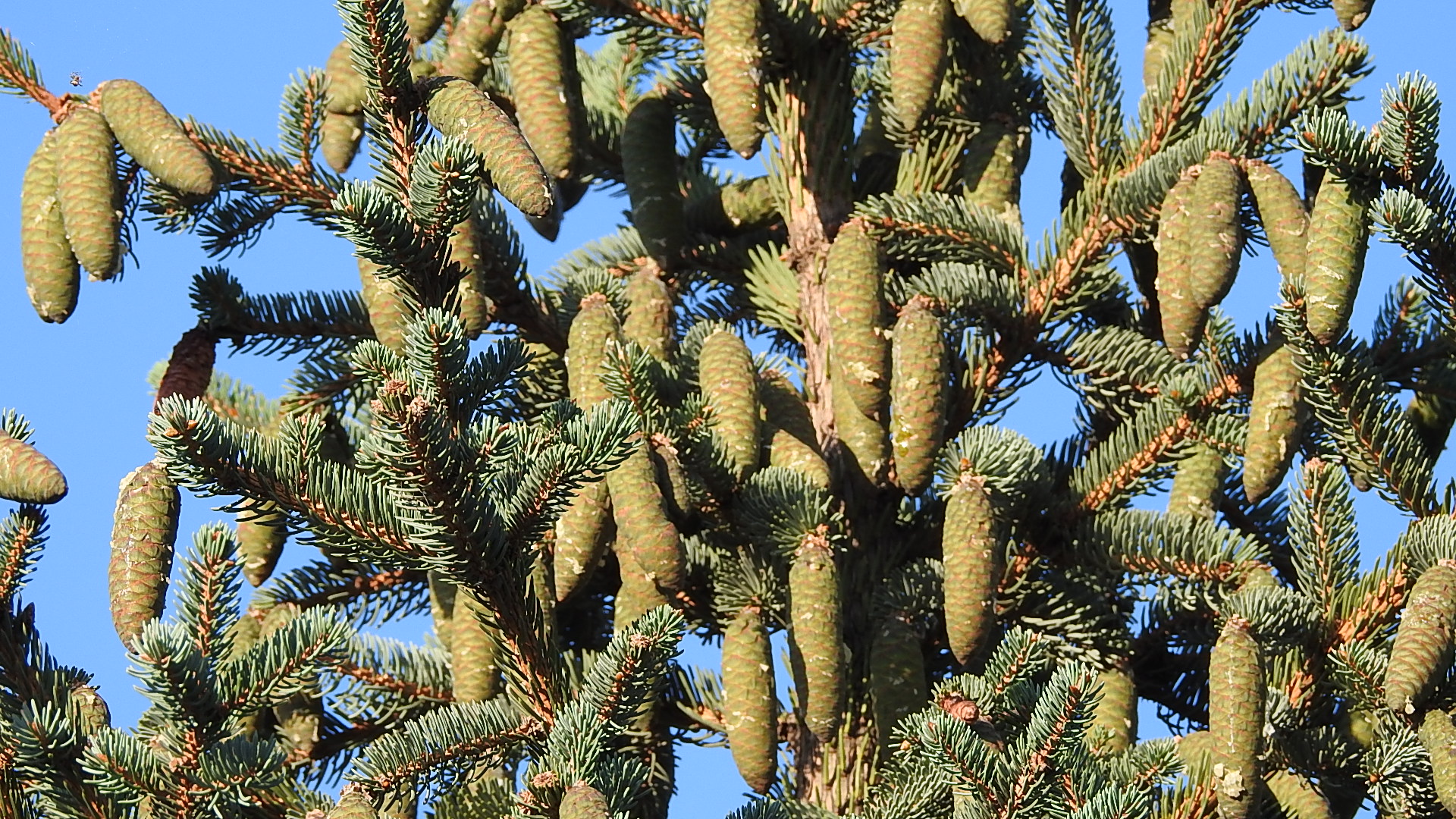  p>松果是松科植物的果实,成熟后内有种子为松子.松果样子像峰塔.
