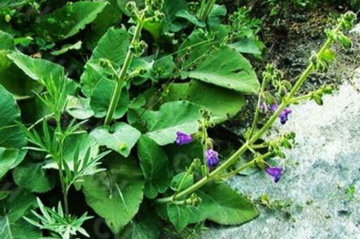 salvia przewalskii maxim.