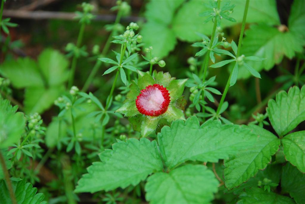  p>蛇莓(学名: i>duchesnea indica  /i>(andr.