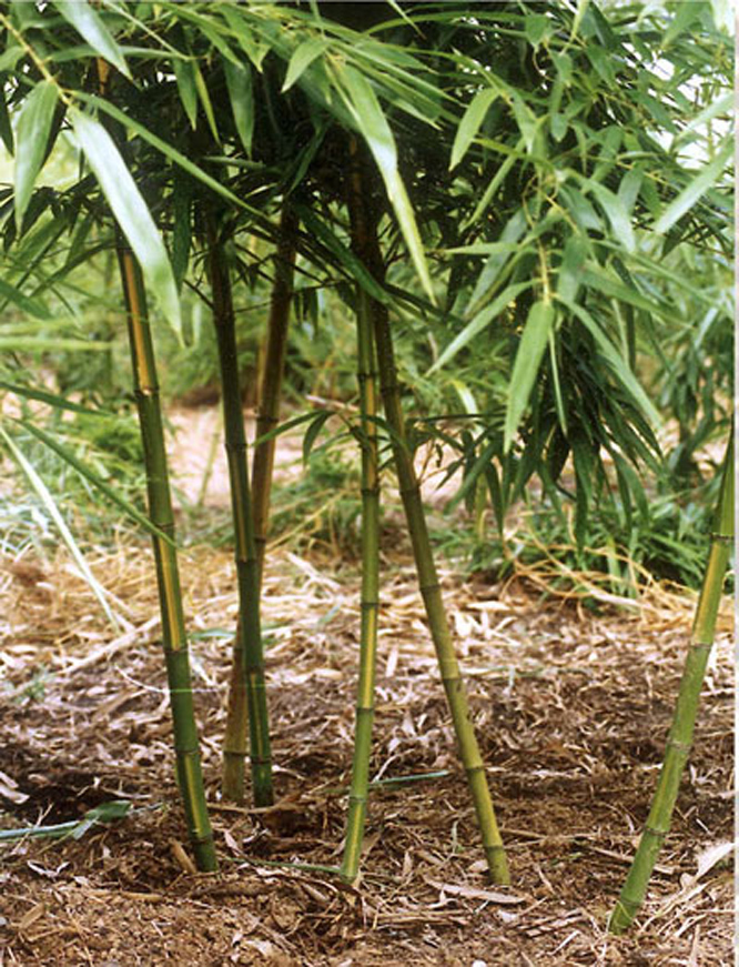  p>黄槽毛竹,禾本科 a href="#">刚竹属 /a>植物.