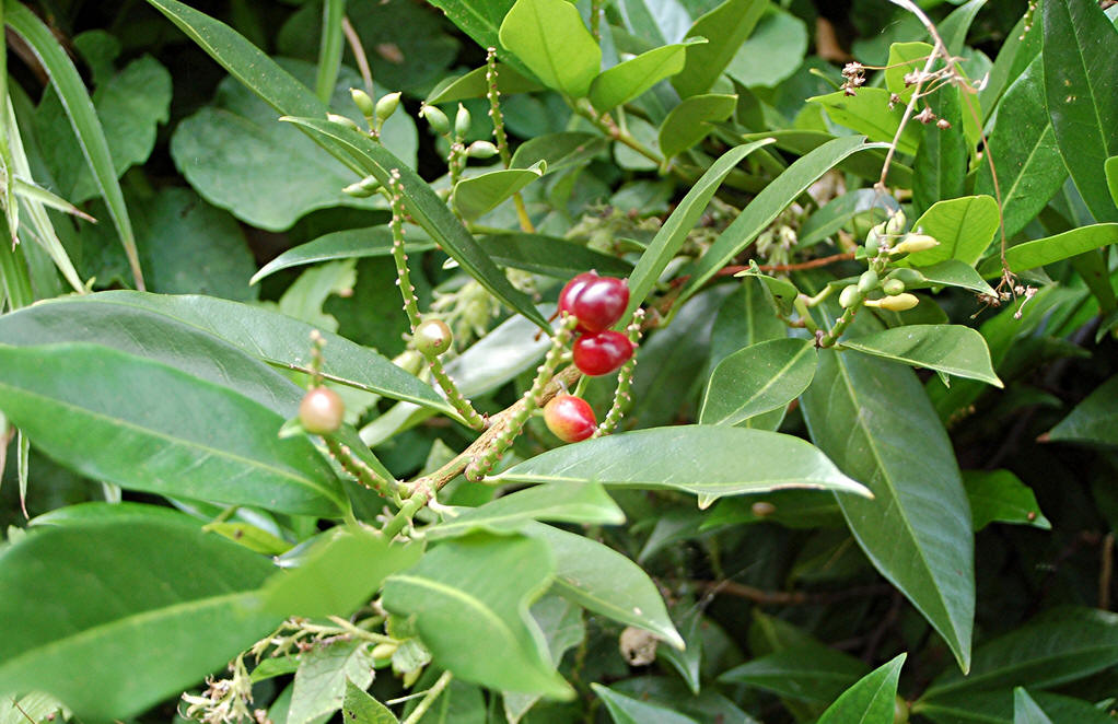  p>桂樱(学名: i>prunus /i>  i>laurocerasus /i> l.