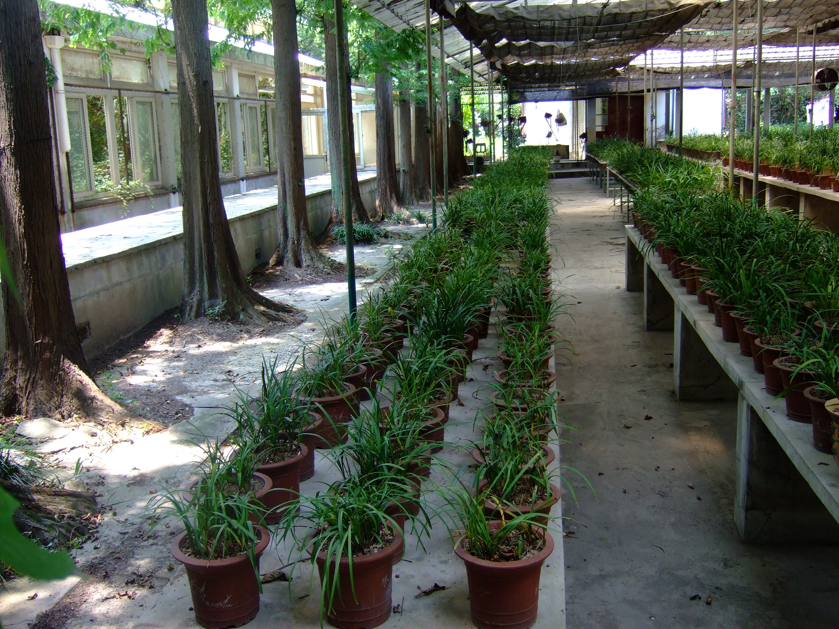 botanical garden),前身为龙华苗圃,位于上海市 a target="_blank"