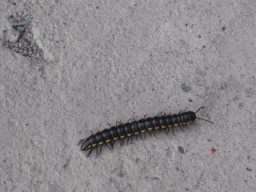  p>山蛩虫别名千足虫,百节虫,百脚陆,篦子虫,燕