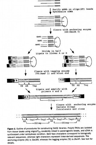 ="#" data-lemmaid="10186149">成千上万 /a>个est(express sequenced