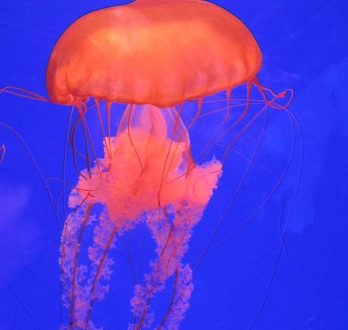 科,cyaneidae,是 a target="_blank" href="/item/旗口水母目/248769"