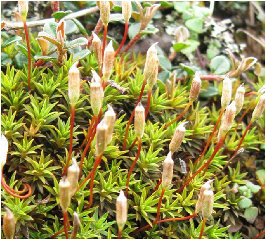  p>小金发藓,中药名.