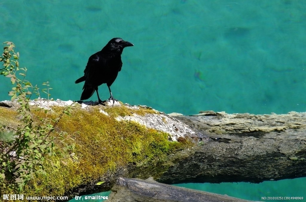 乌鸦搜索引擎不能用了_乌鸦助手 乌鸦搜刮
引擎不能用了_乌鸦助手（乌鸦搜索） 磁力资讯