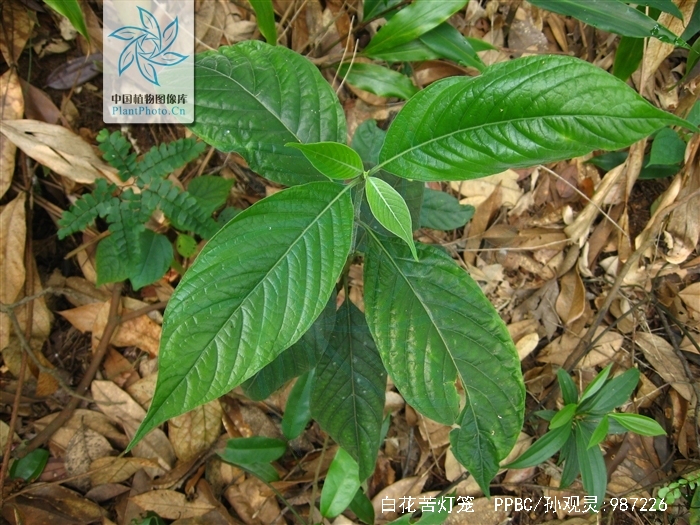 白花苦灯笼