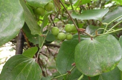 白土茯苓