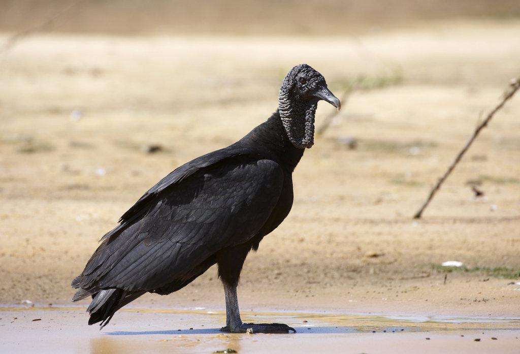 american black vulture