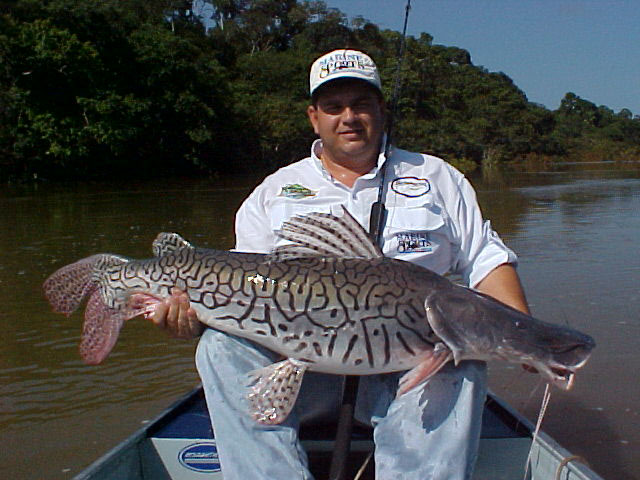 大理石虎皮鸭嘴,为 a target="_blank" href="/item/辐鳍鱼纲/2520993