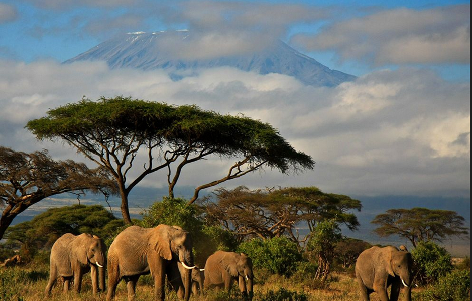 安波塞利">安波塞利 /a>国家公园(amboseli park)是非洲度假胜地之一