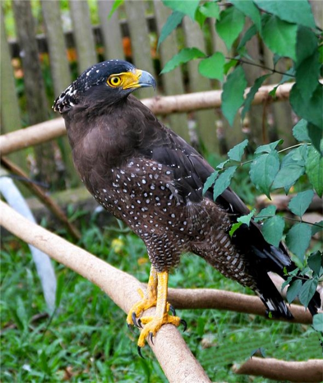  p>黑长尾鵟(学名:hernicopernis infuscatus)为鹰科黑长尾鵟属的 a