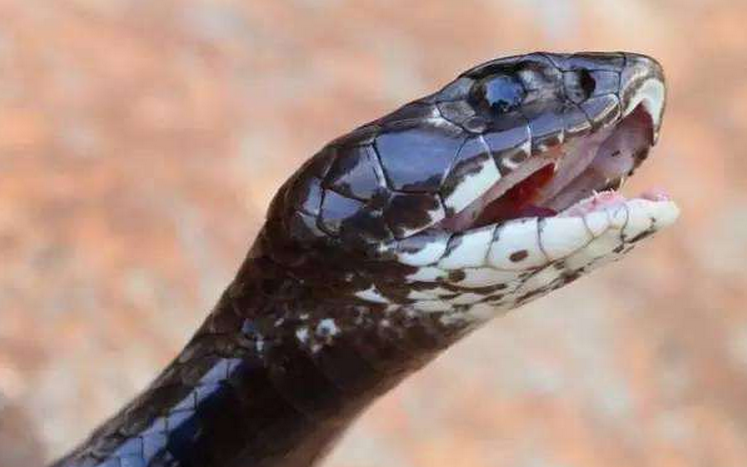  p>唾蛇(学名:hemachatus haemachatus)是蛇亚目眼镜蛇科下一个有毒的