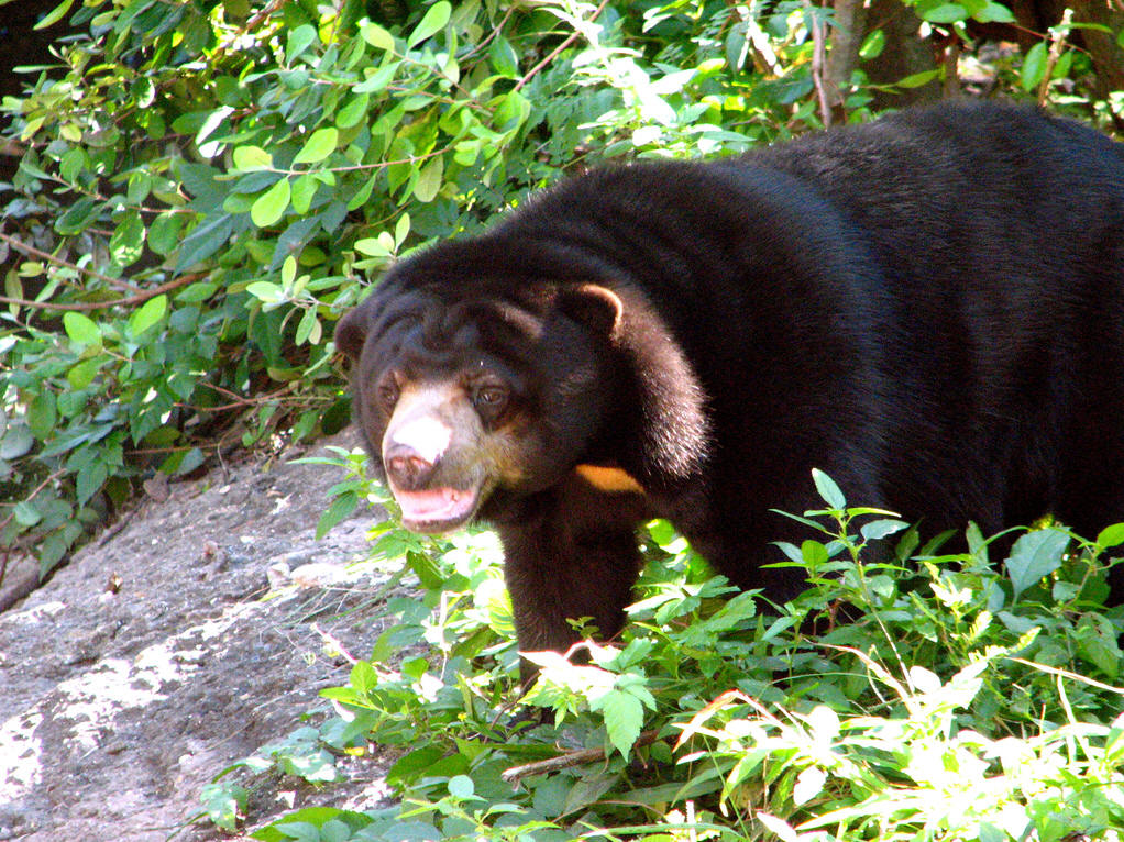 target="_blank" href="/item/马来熊属">马来熊属 /a>下的一种小型