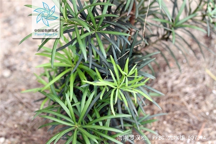  p>海南罗汉松(学名: i>podocarpus annamiensis /i>)是罗汉松科