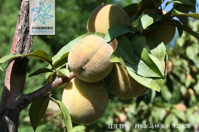  p>红花碧桃(拉丁学名: i> /i>amygdalus persica l. var. persica f.