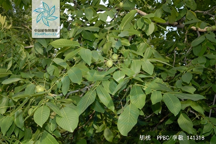  p>胡桃(拉丁学名  i>juglans regia  /i> l. ),俗称核桃 i>.