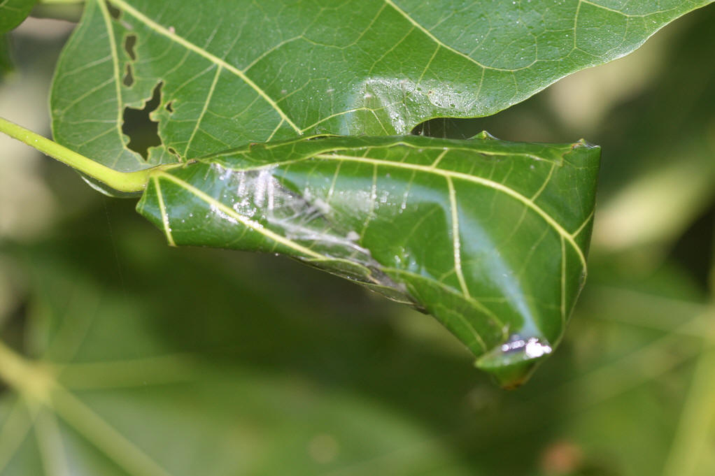  p>卷蛾科(tortricidae) 属鳞翅目,中或小形,多为褐,黄,棕,灰等色,并
