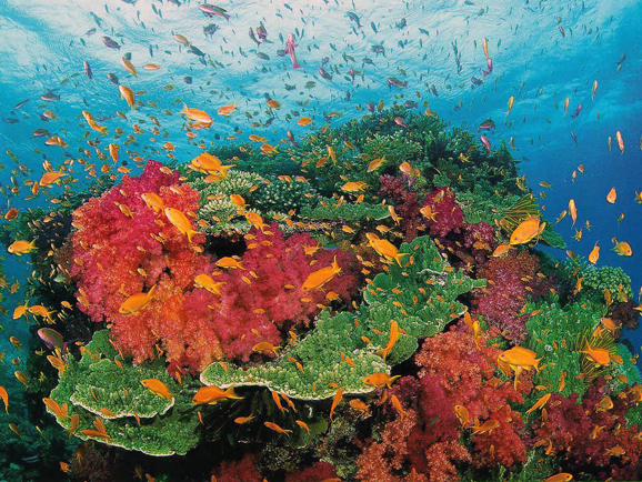  p>深海平原(abyssal plain)坡度小于1:1000的 a href="#" data-lemma