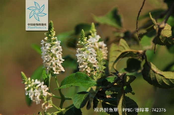 是马钱科醉鱼草属灌木或小乔木,被星状毛或一些腺毛,以后变无毛