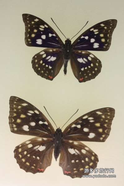  p>因佩绿鸟翼凤蝶(学名:ornithoptera priamus impensus )是凤蝶科