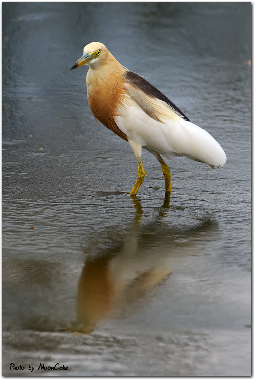  p>爪哇池鹭(学名: i>ardeola speciosa /i>)是鹳形目鹭科的 a target